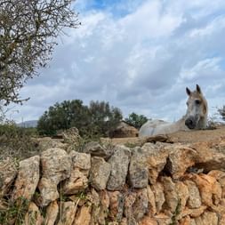 Pferd auf Mallorca