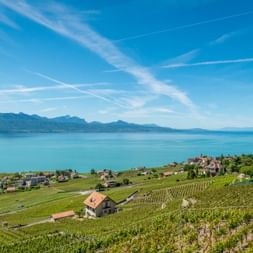 Terrassierte Weinberge in der Region Lavaux zum Genfersee, mit Häusern zwischen grünen Hängen und Bergen am blauen Wasser.