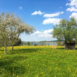 Meadow with yellow dandelions and blooming trees near Lake Starnberg. Blue sky with white clouds and a cow grazing in the background.