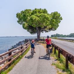 Two cyclists riding on a causeway path beside a lagoon near Grado. A large pine tree provides shade, with water on both sides and blue sky above.