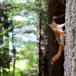 Eichhoernchen im Wald
