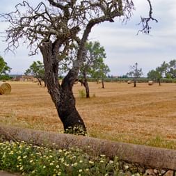 Tree in front of grain field