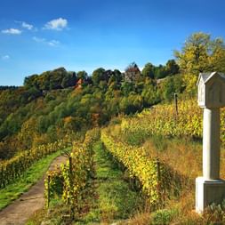 Wine yards in Taubertal Valley