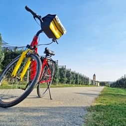 Bike in apple orchard