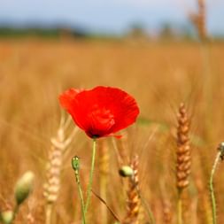 Poppies in a wheat field