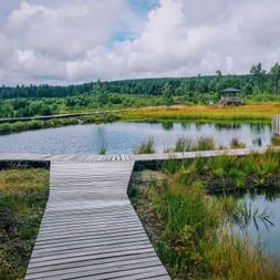 Wooden boardwalk winding through moorland pond in Erzgebirge with grasses, forest backdrop, and observation tower under cloudy sky.