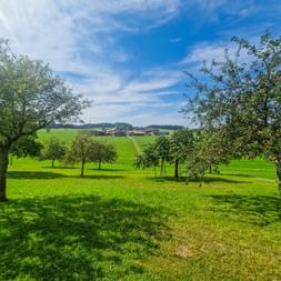 Streuobstwiese im Salzburger Land
