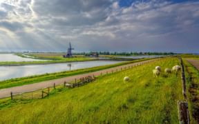 Radweg auf der Insel Texel mit Schafen auf einer Wiese und einer Windmühle im Hintergrund