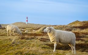 White sheep grazing on sandy dunes with the red and white striped List Ost lighthouse visible in the background under a blue sky on Sylt.