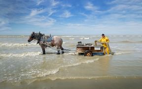 Fisherman in yellow rain gear with horse-drawn cart in shallow sea water at Oostduinkerke beach, practicing traditional shrimp fishing.