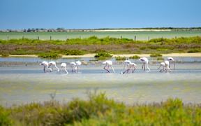Gruppe von Flamingos watet durch flaches Wasser in Feuchtgebieten der Provence, umgeben von grüner Vegetation und sandigen Ufern unter blauem Himmel.