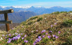 View from Kolovrat over crocus meadows to the snow-covered Julian Alps
