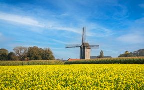 A windmill in Flanders, surrounded by rapeseed fields