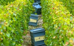 Grüne Erntekisten zwischen üppigen Weinreben in der Prosecco-Region, bereit für die Traubenlese während der Erntezeit.