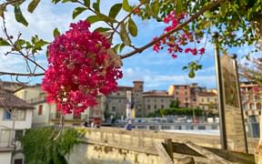 The flowers of Lagerstroemia