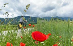 Cyclist rides through a field of poppies