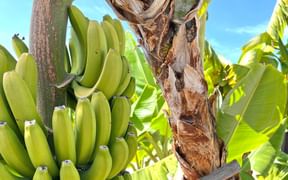 Bananenpalme auf Madeira