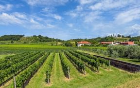 Rows of green grapevines in the Collio wine region with white buildings and red roofs in the background under a blue sky.