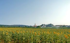 Sonnenblumenfeld auf der Wanderetappe nach Collio