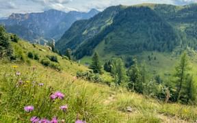 Almwiese mit rosa Wildblumen im Vordergrund, grüne Berghänge und Dachsteingletscher-Gipfel unter blauem Himmel mit weißen Wolken.