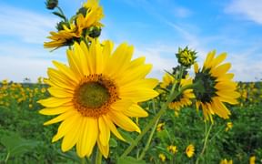 Sunflower field in Umbria