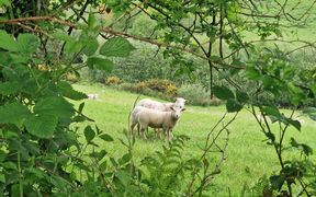 Sheep pasture near the 