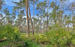 Forest near Lampterheim