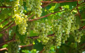 Riesling grapes