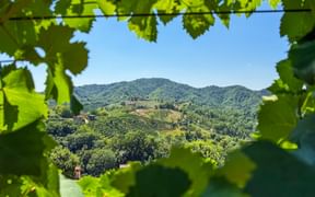 Blick durch Weinblätter auf terrassierte Weinberge in der hügeligen Prosecco-Region unter klarem blauen Himmel.