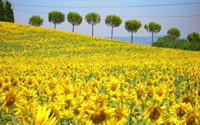 Sonnenblumenfeld in der Toskana