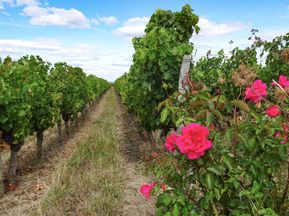 Rosenstrauch in Chinon