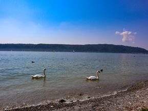 Lake Constance with swans