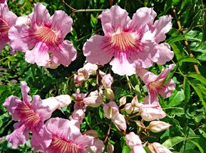 Flowers along the bike path