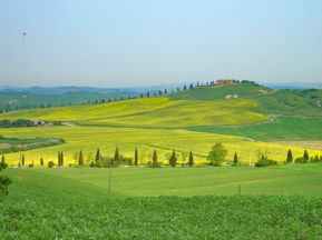 Toskanische Landschaft mit gelben Blumen