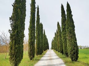 Avenue in Tuscany