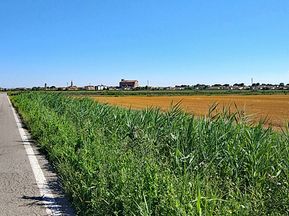 Wheat field Po Valley