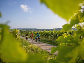 Radfahren entlang der Deutschen Weinstrasse in der Pfalz