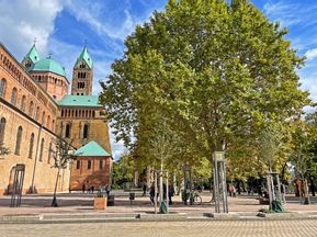 Picturesque cathedral square in Speyer with large leaf tree