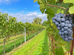 Vine with blue grapes