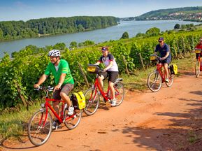 Cyclists on the Rhine cycle path near Nierstein