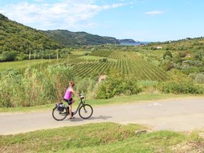 Radfahrerin am Küstenradweg zwischen wunderschönen Weingärten