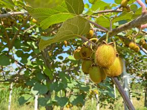 Kiwi-Frucht in Revello im Piemont
