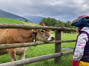 Child and cow, separated by a fence