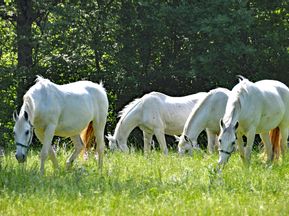 Weiße Pferde auf einer grünen Wiese