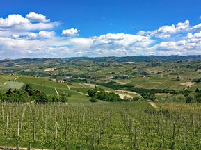 Aussicht auf die Weinberge im Piemont