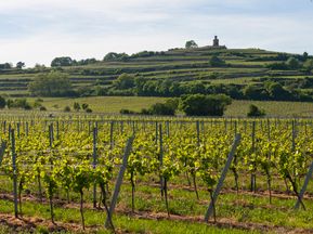 Radtour entlang der Deutschen Weinstraße