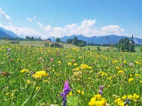 Blumenwiese auf der Radtour von München zum Gardasee