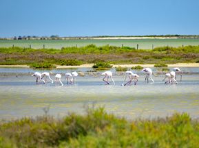 Flamingos