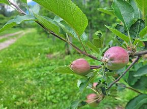 Südtiroler Apfelplantagen