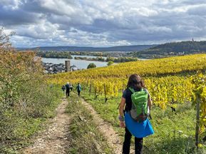Hiker on a vineyard near Rüdesheim